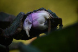DSC_1771.jpg