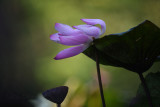 DSC_1804.jpg