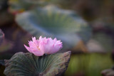 DSC_1839.jpg