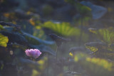 DSC_1857.jpg
