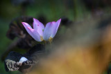 DSC_1893.jpg
