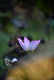 DSC_1894.jpg