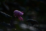 dsc_7855.jpg