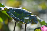 dsc_7919.jpg