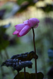 dsc_7958.jpg