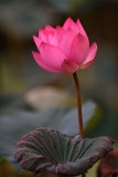 dsc_7975.jpg