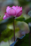 dsc_7989.jpg