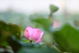 dsc_7993.jpg