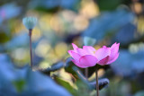 dsc_8018.jpg