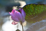 dsc_8086.jpg