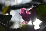 dsc_8162.jpg