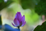 dsc_8214.jpg