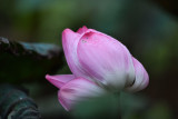 dsc_8215.jpg