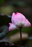 dsc_8217.jpg