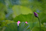 dsc_8490.jpg