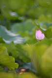 dsc_8496.jpg