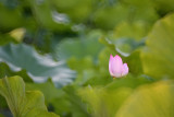 dsc_8497.jpg