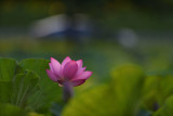dsc_8510.jpg