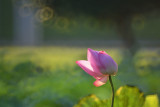 dsc_8516.jpg