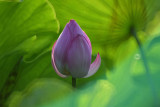 dsc_8585.jpg