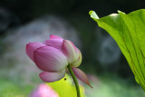 dsc_8602.jpg