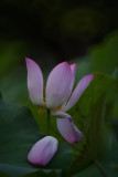 dsc_8734.jpg