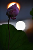 dsc_8835.jpg