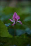 dsc_8850.jpg