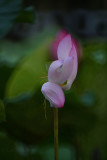 dsc_9195.jpg