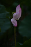 dsc_9207.jpg