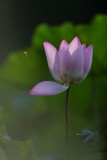 dsc_9556.jpg