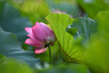 dsc_9637.jpg