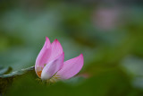 dsc_9754.jpg