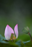 dsc_9762.jpg