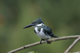Amazon Kingfisher - female
