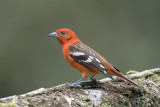 Flame-colored Tanager - male