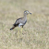 Double-striped Thick-Knee