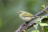 Tennessee Warbler ?