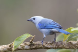 Blue-gray Tanager