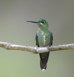 Green-crowned Brilliant - female