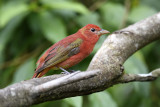 Hepatic Tanager