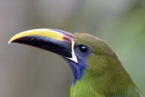 Emerald Toucanet