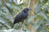 Melodious Blackbird