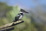 Amazon Kingfisher - female