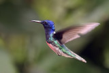 White-necked Jacobin