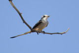 Scissor-tailed Flycatcher