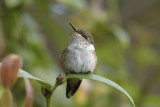Scintillant Hummingbird - female
