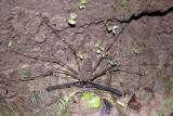 Spider - Ecuador