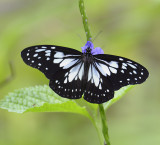 butterflies