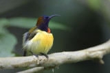 Maroon-Naped Sunbird